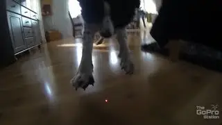 GoPro - Laser Dog
