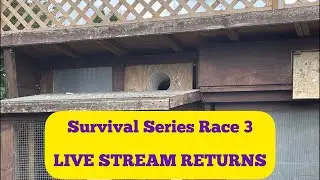 Survival Series Pigeon Race 3. Livestream returns