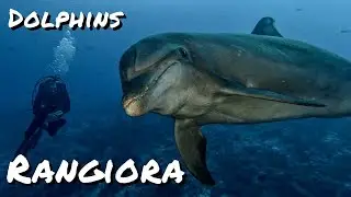 Rangiroa | Dolphins & Scuba Diving | French Polynesia