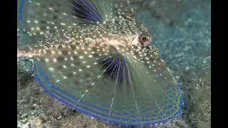 Flying Fish | उड़ने वाले मछली