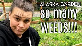 Can We Tackle This Mess in ONE day?? Alaska Summer Garden 2023