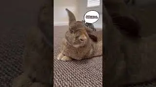 Bunny judgemental towards her owner 