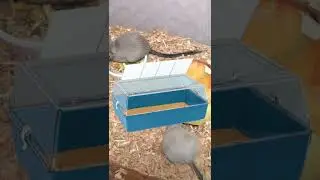 Дюна, аквариум или клетка для песчанок – что выбрать? 