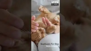 Cat loves pets and Classical Music #Shorts