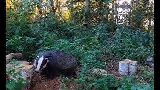 Badger Watches at Rutland Water