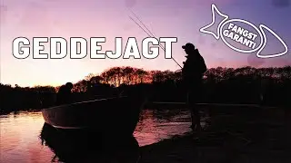 GEDDEJAGT VED RY // FANGSTGARANTI