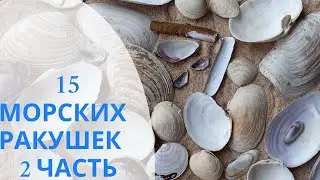 Ракушки Японского  моря | Видеопособие двустворчатые моллюски часть 2