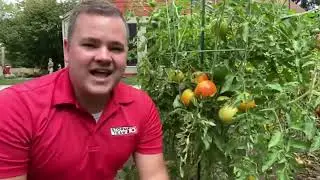 Ways to keep your garden vegetables and fruits fresher longer