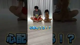 【検証】突然泣いたら愛犬のロンハクは心配してくれるのか！？　衝撃的な結果に泣いた… #はるくんの部屋 #愛犬