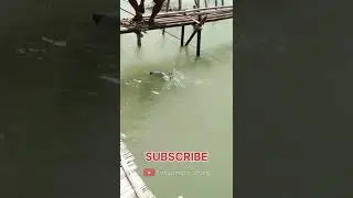 BARRAMUNDI BEGINI NI KALO MASIH FULL POWER. JORAN DI SIKSA SAMPE MLENGKUNG TAJAM
