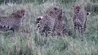 Tano Bora catching baby topi