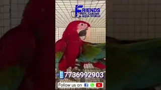 Mecaw