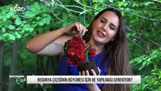 BAHÇEMDEKİ ÇİÇEK | BEGONYA BİTKİSİ