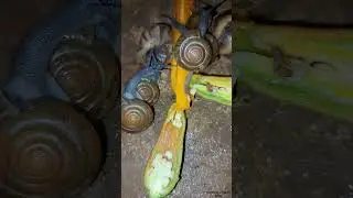 Snails eat fruit at night - I will change their food😂🌶🌶🐌 | Tropical Forest Bees #snail