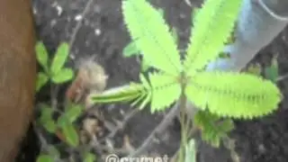 Мимоза стыдливая (Mimosa pudica) складывает листья в ответ на прикосновения!