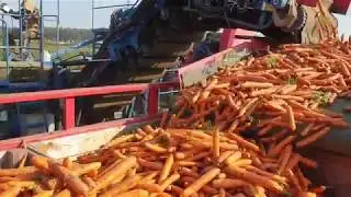 DokaGene Уборка моркови 2018.