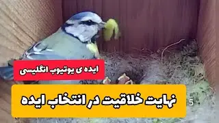 لانه سازی و زندگی پرندگان_خلاقانه