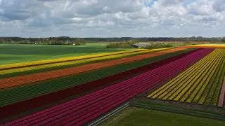 Beautiful Colorful Flower Fields in Holland / the Netherlands