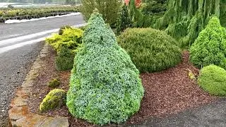 Pica glauca 'Alberta Blue'  April 23, 2020