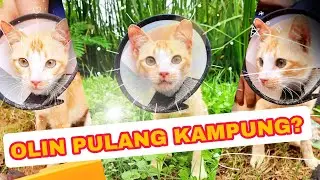 HAH OLIN SI KUCING RESCUE PULANG KAMPUNG? KEMANA YAAA!!? #youtube #cat #rescue