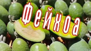Фейхоа Дегустация, Как кушать, Как чистить, Вкус