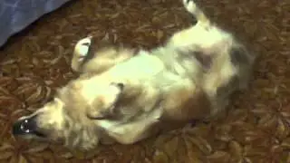 Моя любимая Бетти!=*