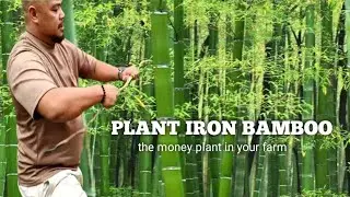 Farm update: Why we plant Iron Bamboo and Narra Tree