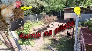 Kurnik z Kur Wielu 🐣 na pilota umnie się sprawdza 🐓