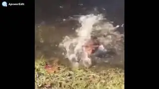 Katze springt ins Wasser