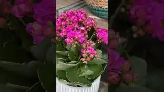 Цветочное предложение осени + декор 🌟Dekoästhetik🌟Dekoideen 🌟