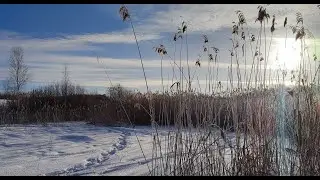 2023-02-13 Камышовая просека на льду озера