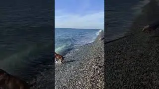 Харлин открыла плавательный сезон. Немецкий боксёр и море