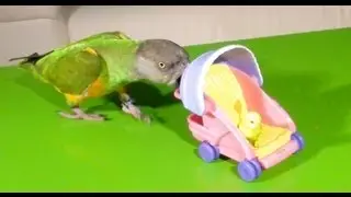 Kili Senegal Parrot - Pushing Baby in Stroller Trick (As Seen On Late Show With David Letterman)