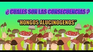 EFECTOS DE LOS HONGOS ALUCINOGENOS 2018 - INFORMATE