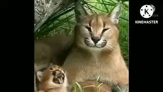 шлёпа и шлёпка поют песню амогуса