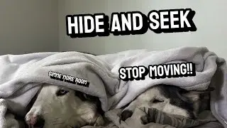 Playing Hide And Seek With My Huskies 🐶