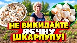 Яєчна шкарлупа - безкоштовне добриво  Для чого треба шкарлупа і яка її користь?