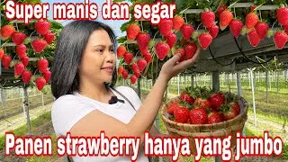 PANEN STRAWBERRY HANYA YANG JUMBO SAMPE KALAP || SUPER MANIS SEGAR DAN JUICY