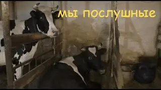 How to tame a cow? Affectionate, kind, and trainable cows—it's easy!