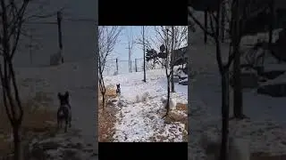 Adorable French Bulldog Friend Chases Mischievous Pup! 🐶