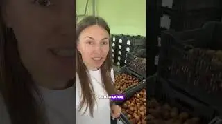 Сезон луковичных 2023 открыт! #сад #gardenplants #садоводство #gardentrees #дача