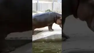 #мемы