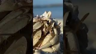 Mr. Krabs #crab #crabs #sealife #davidattenborough #nature #marinelife #spongebob #animals #trending