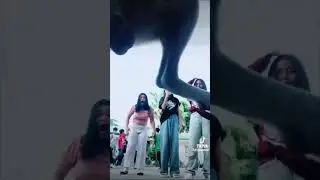 Funny Animal Memes 39
