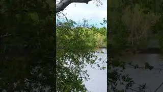 جزء من سورة النمل - بلال دربالي