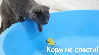 Hera flooded the food. Darcy puppy bathing