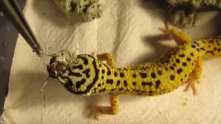 Кормление эублефара (Eublepharis macularius feeding)
