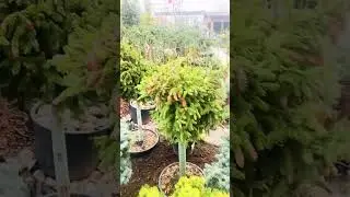 Пуш на штамбе 🍓🌲❤️) продажа в группе телеграмм,( ссылка в шапке профиля и комментариях)