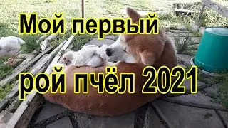 Первый рой пчёл 2021