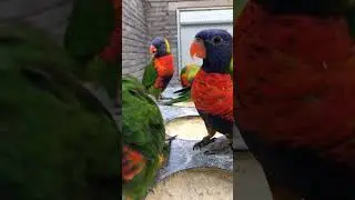 Parrot Talking - Smart And Funny Parrots Video | EP717